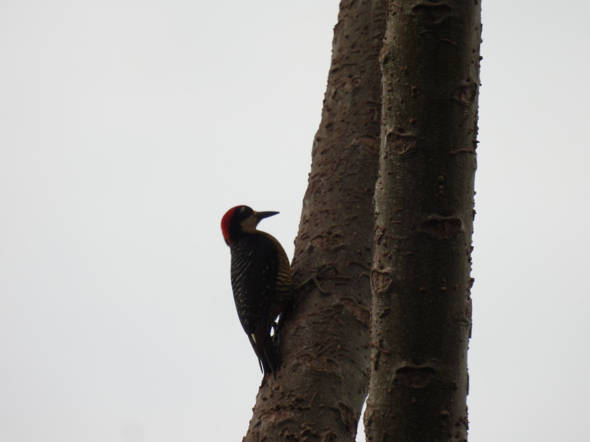 Black-cheeked Woodpecker - ML618899503