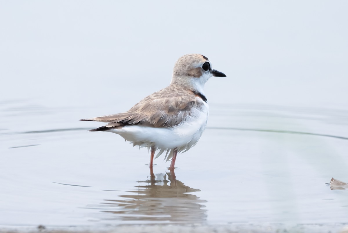 Collared Plover - ML618899509