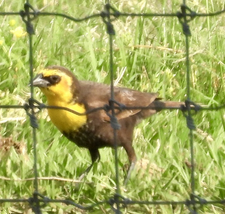 Yellow-headed Blackbird - ML618899565