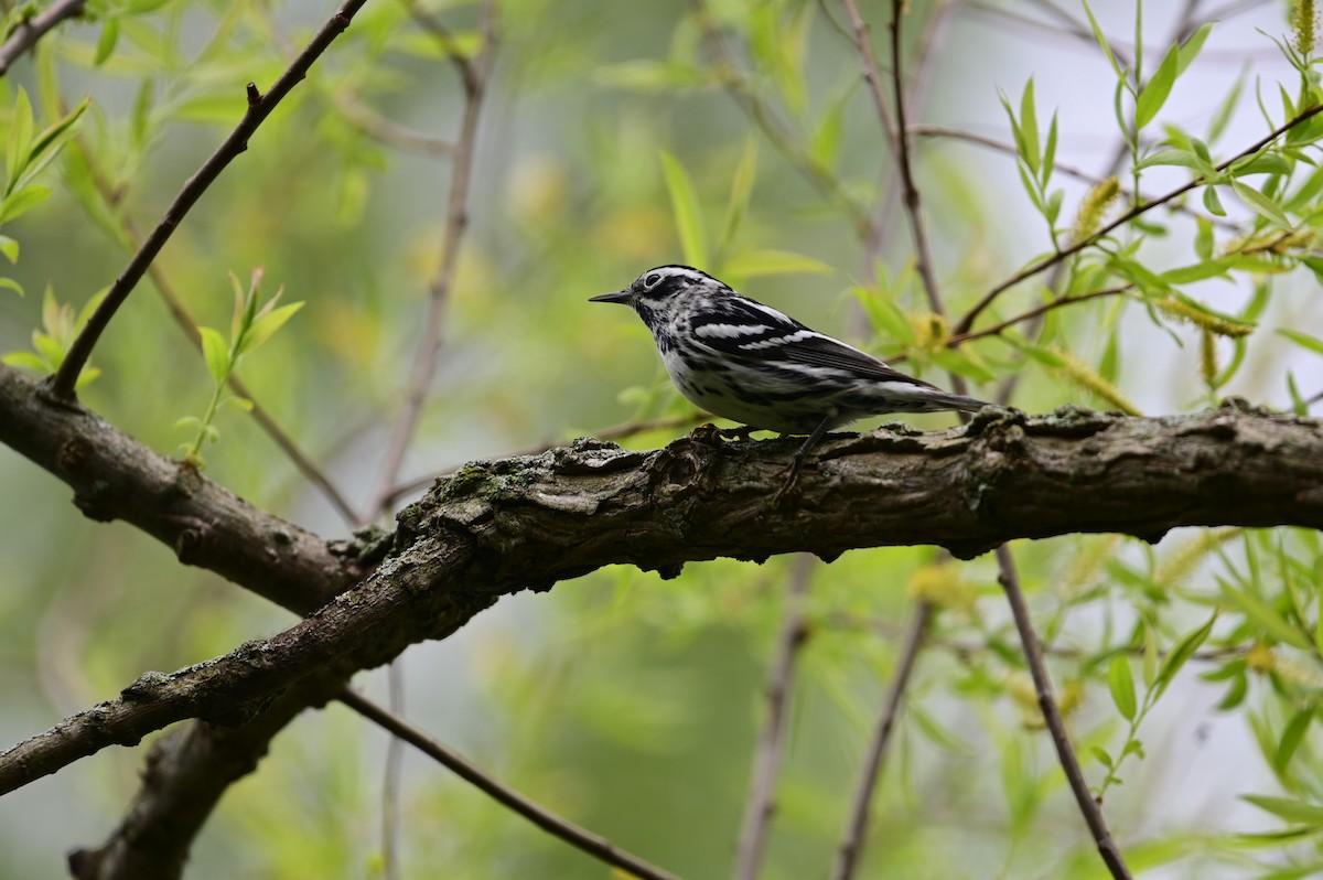 Black-and-white Warbler - ML618899608