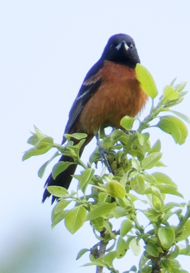Orchard Oriole - ML618899652
