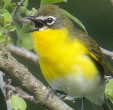 Yellow-breasted Chat - ML618899678