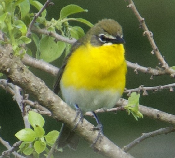 Yellow-breasted Chat - ML618899679