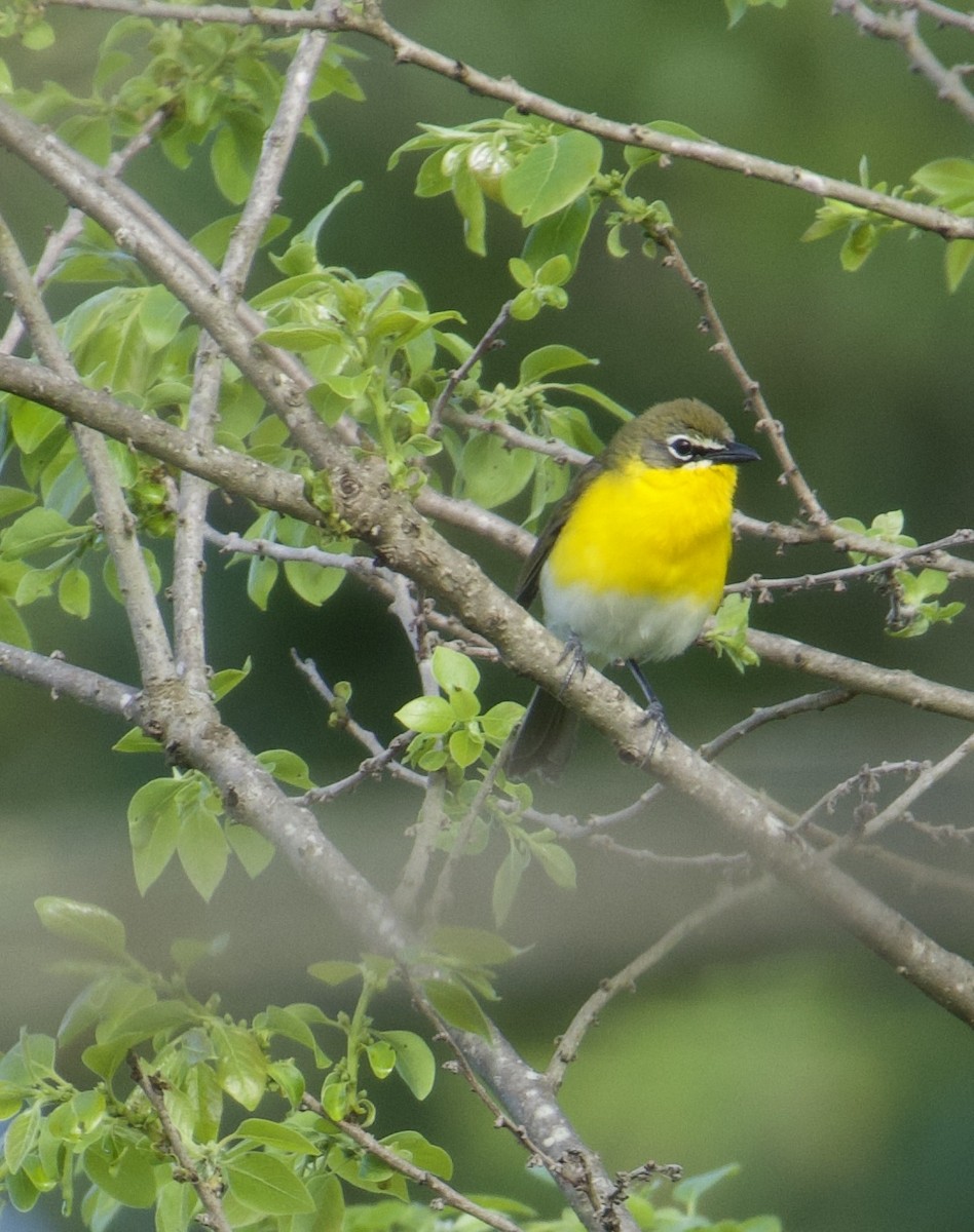 Yellow-breasted Chat - ML618899680