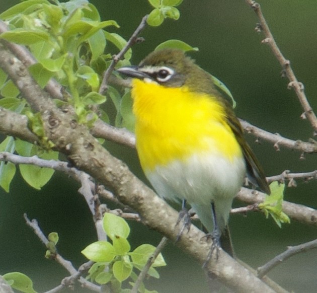 Yellow-breasted Chat - ML618899681