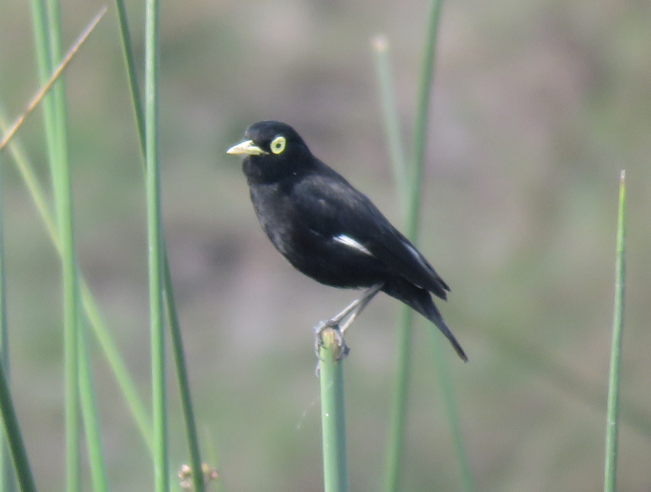 Spectacled Tyrant - ML618899785