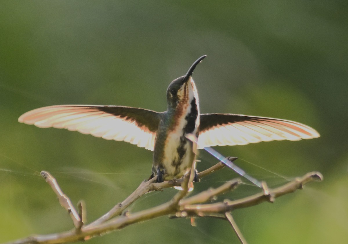 kolibřík lesklý - ML618899826