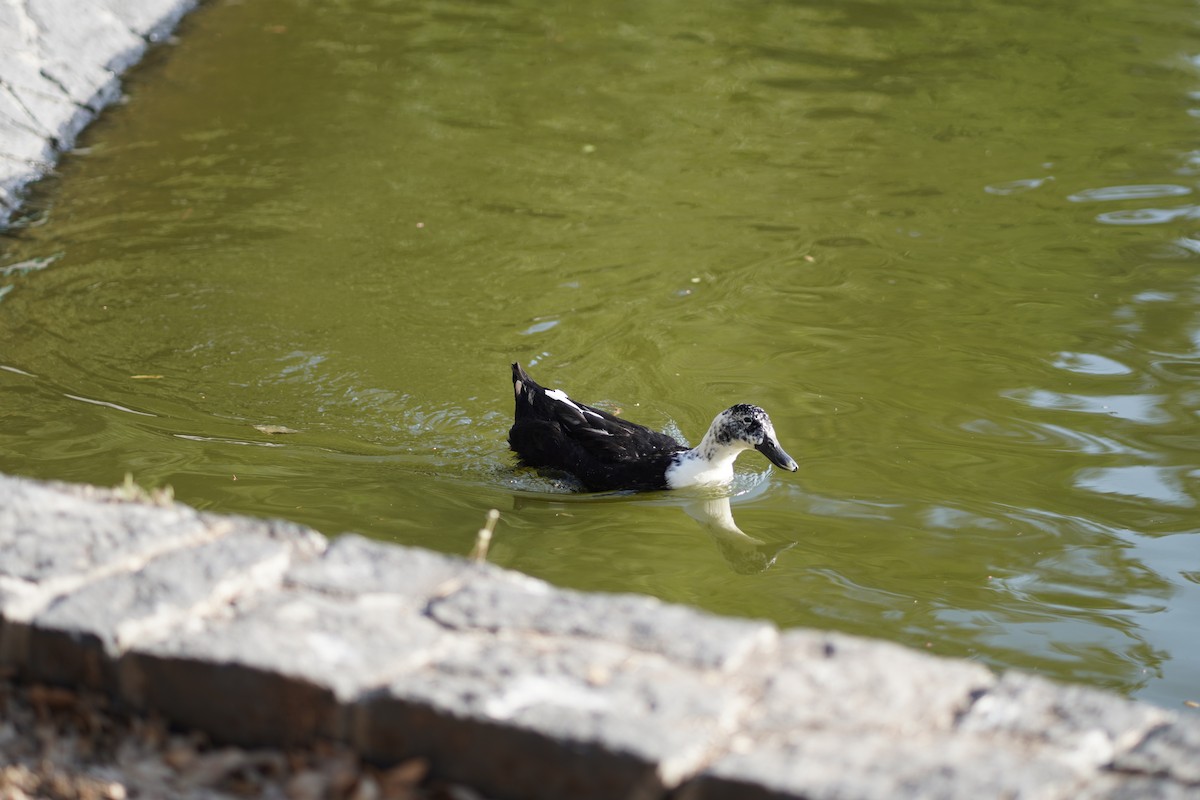 tanımsız ördek (Anatinae sp.) - ML618899862
