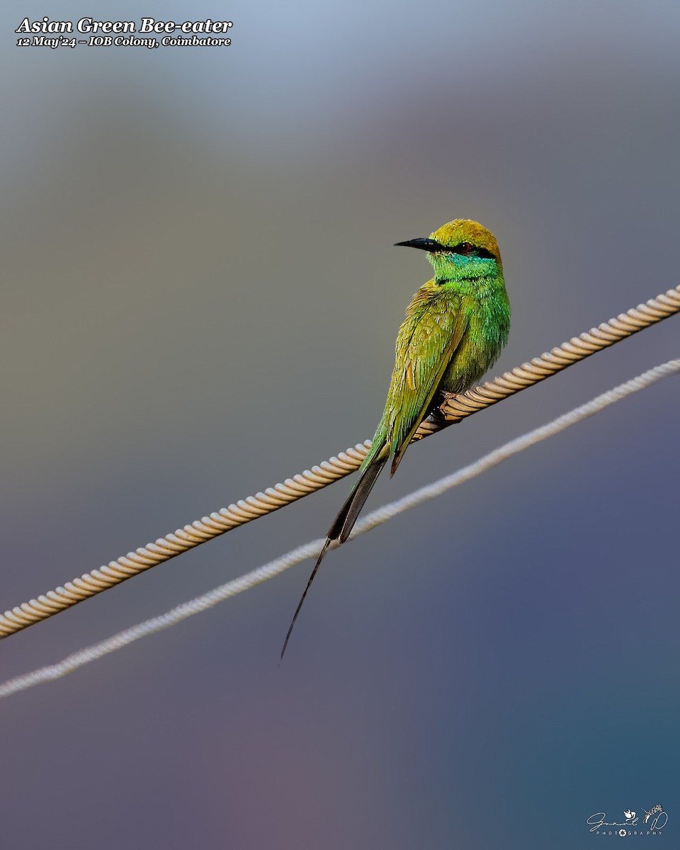 Asian Green Bee-eater - ML618899887