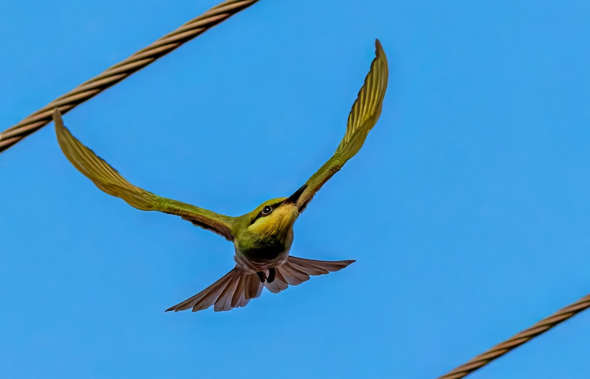 Asian Green Bee-eater - ML618899888