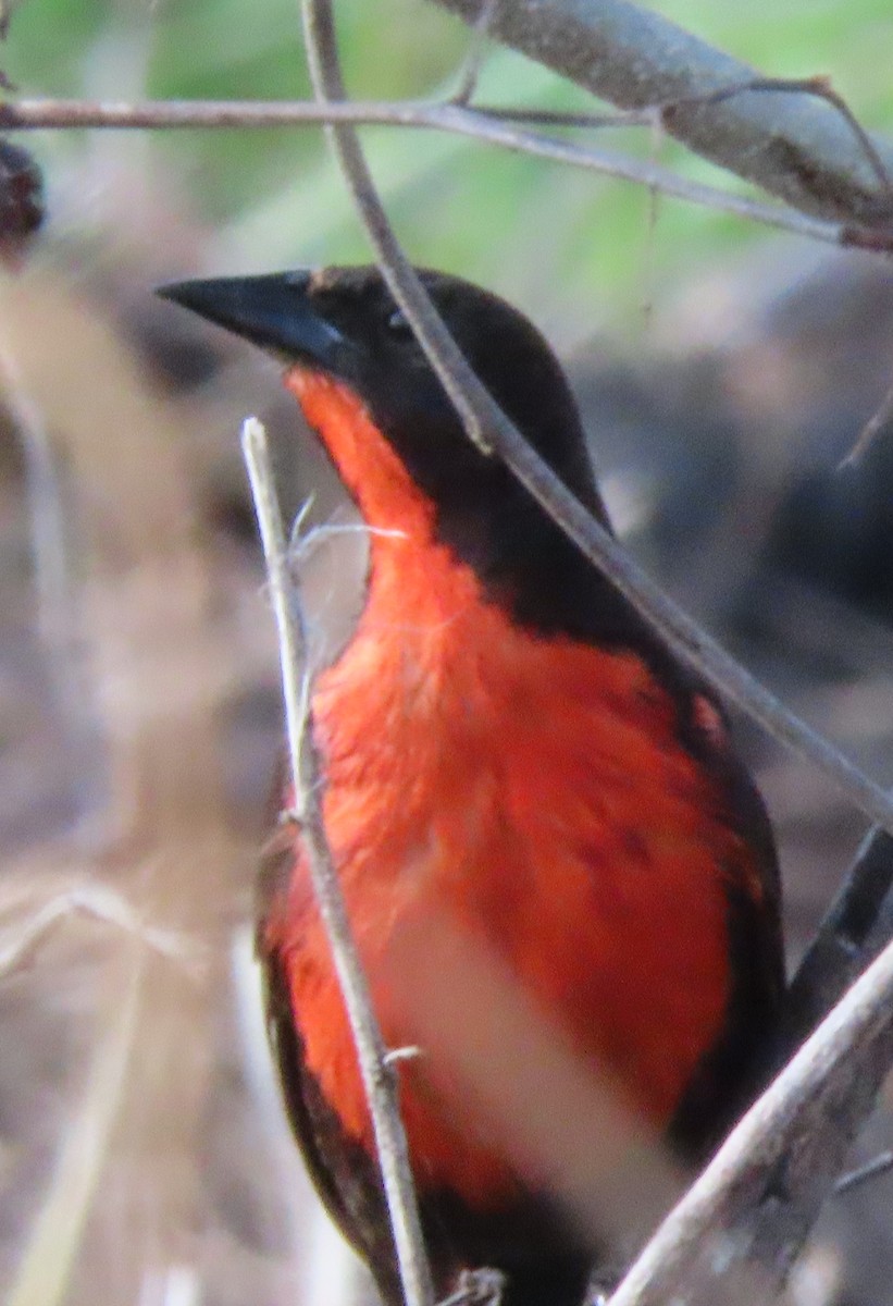 Red-breasted Meadowlark - ML618899900