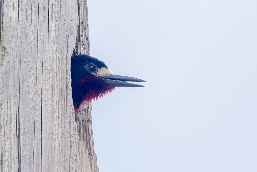Puerto Rican Woodpecker - ML618899901