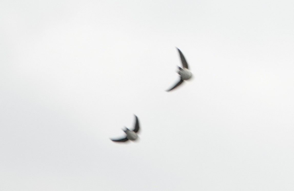 Bank Swallow - Carena Pooth
