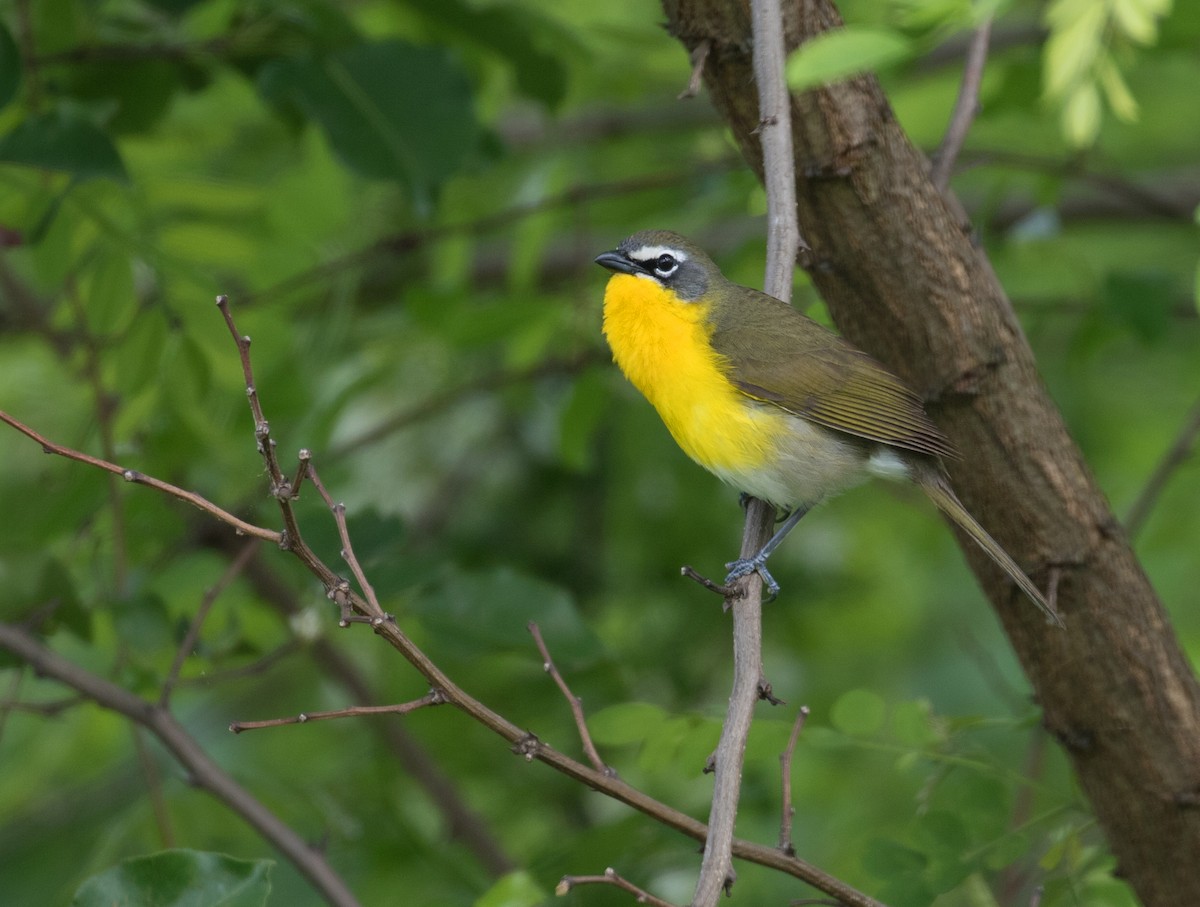 Yellow-breasted Chat - ML618899934