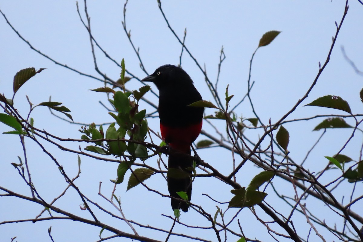 Red-bellied Grackle - ML618899968