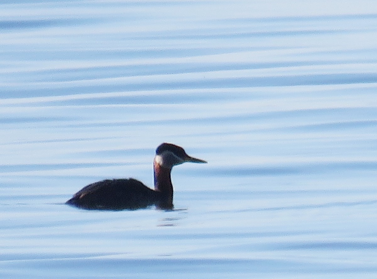 Red-necked Grebe - ML618899969