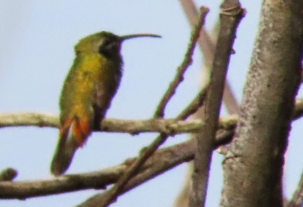 Краснохвостый колибри-отшельник - ML618899982