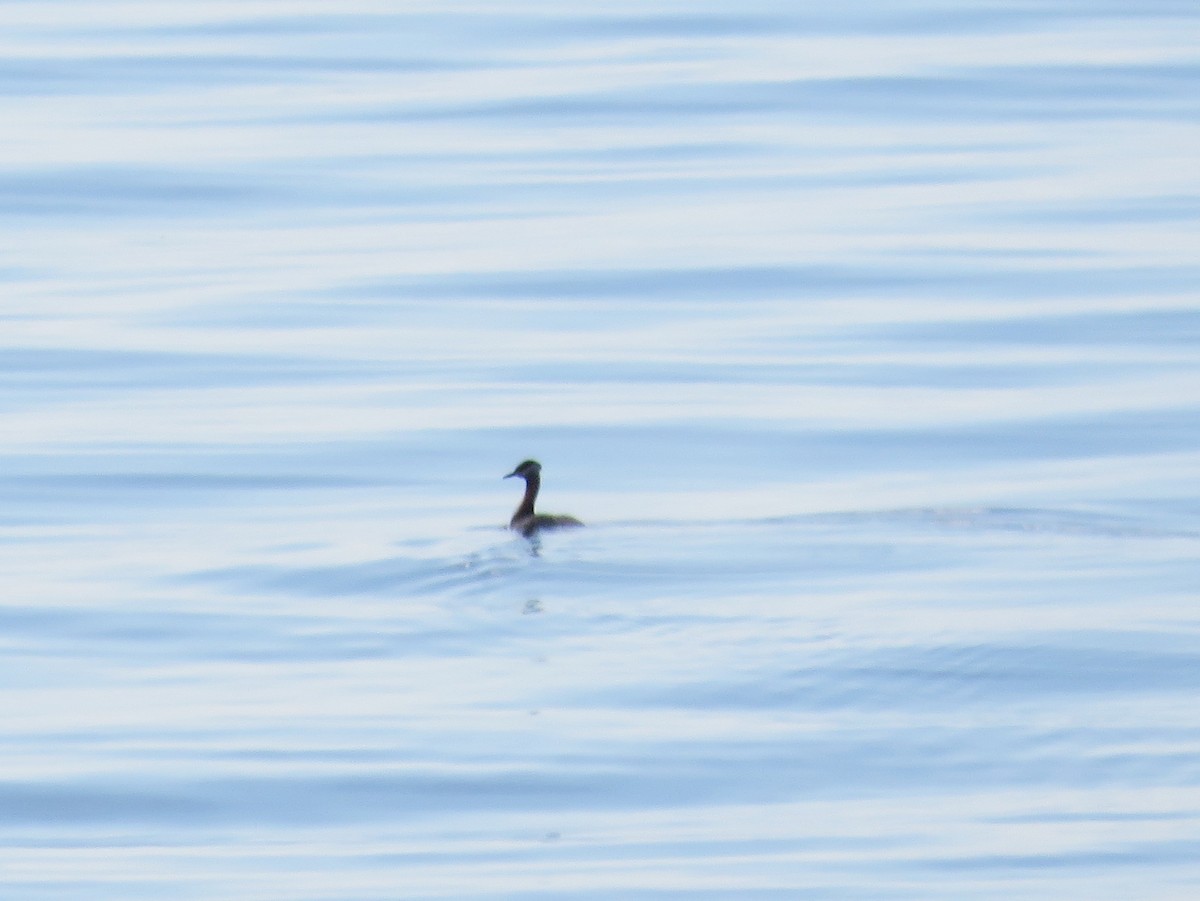 Red-necked Grebe - ML618899992