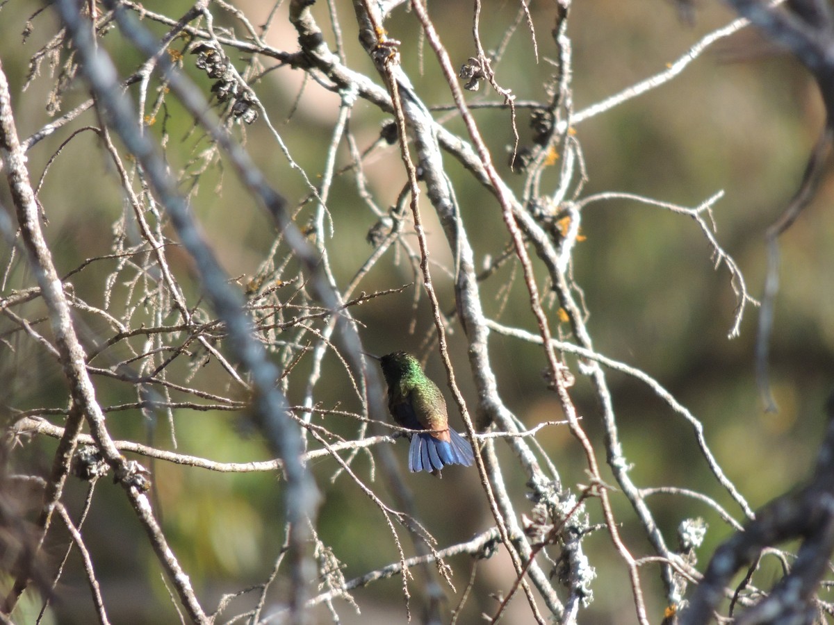 kolibřík měděnořitý - ML618899994