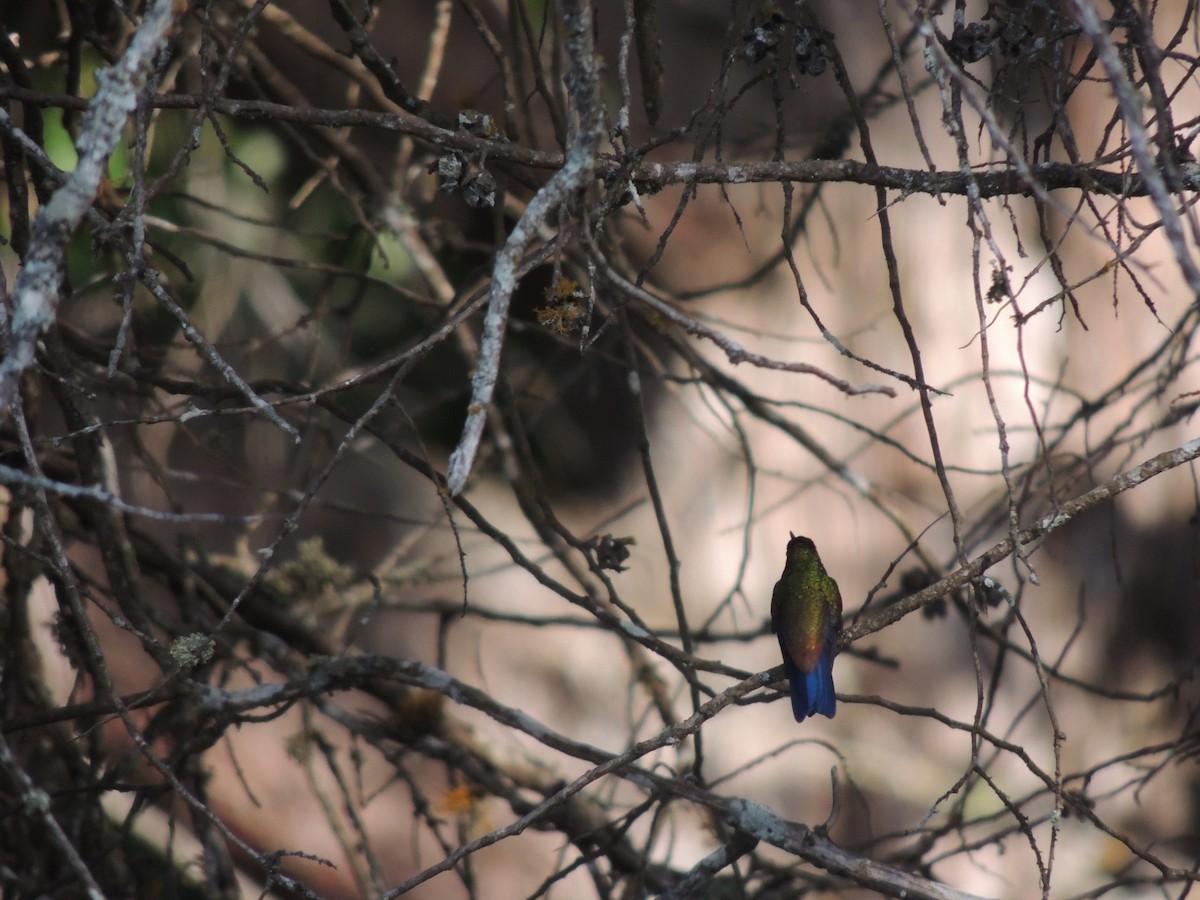 kolibřík měděnořitý - ML618899998