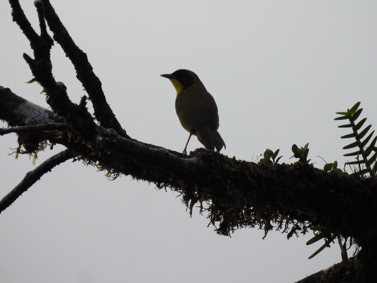 Olive-crowned Yellowthroat - ML618900005