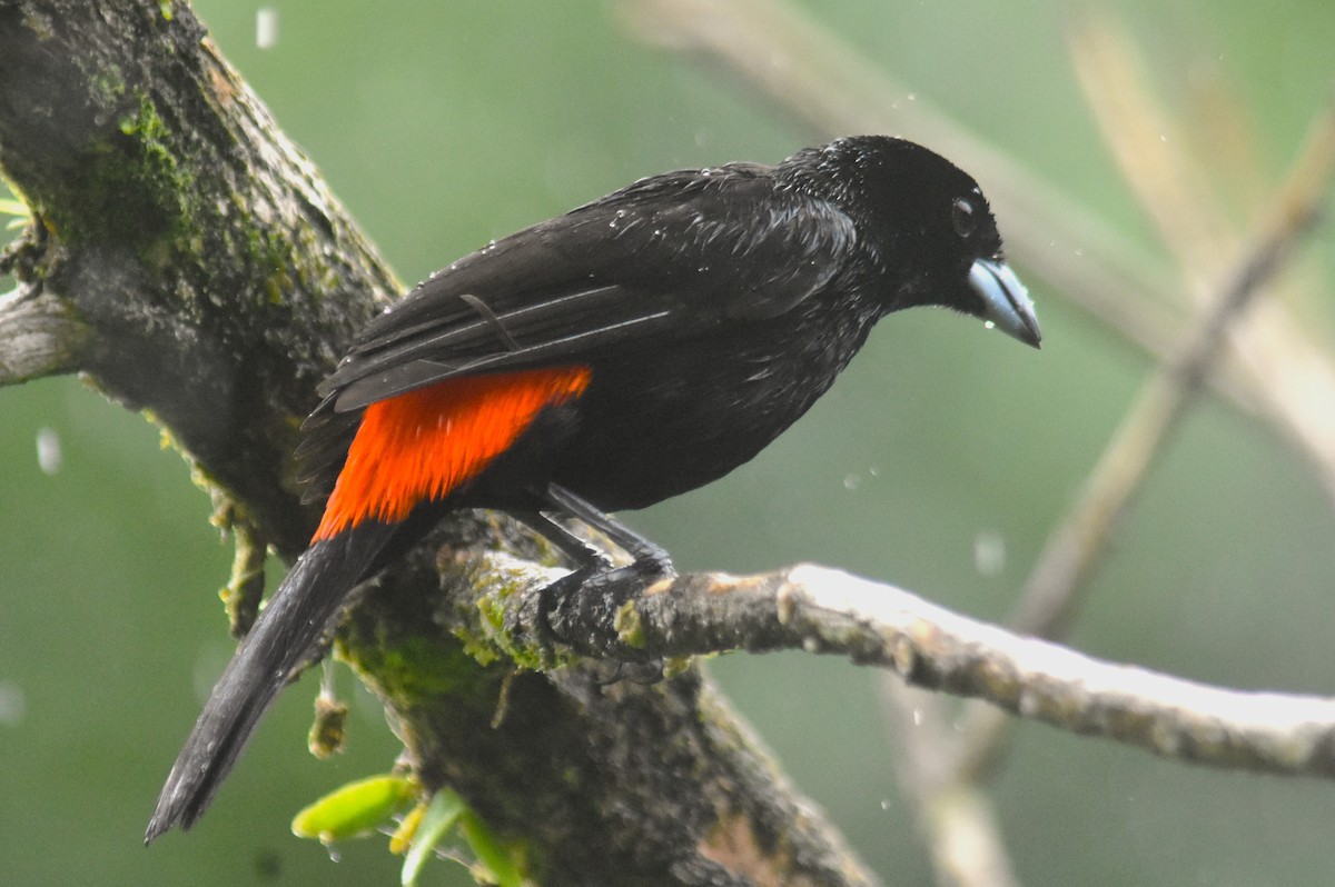 Scarlet-rumped Tanager - ML618900008
