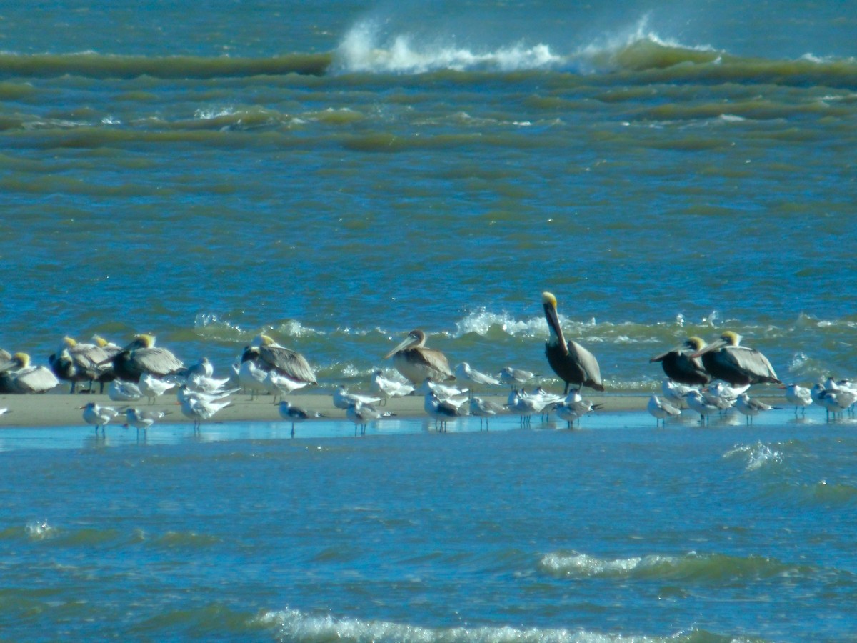 pelikán hnědý - ML618900012
