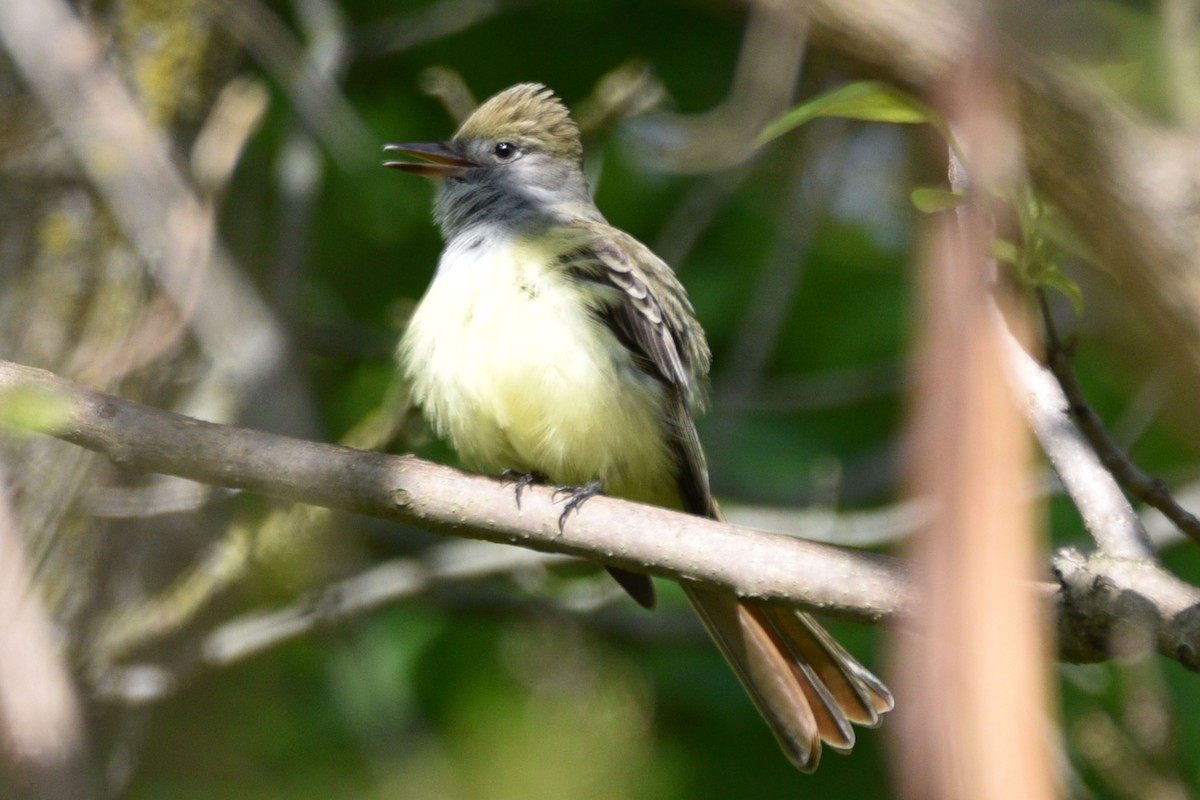 Great Crested Flycatcher - Shawn Taheri