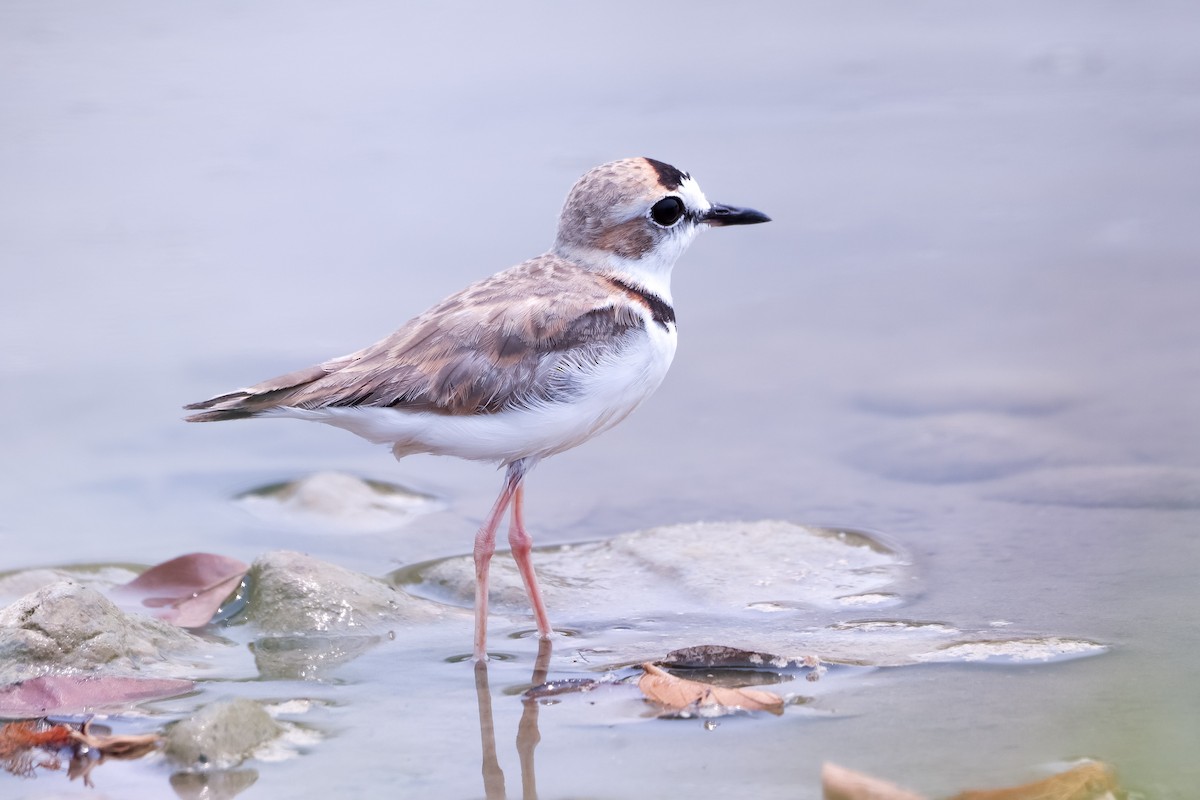 Collared Plover - ML618900066