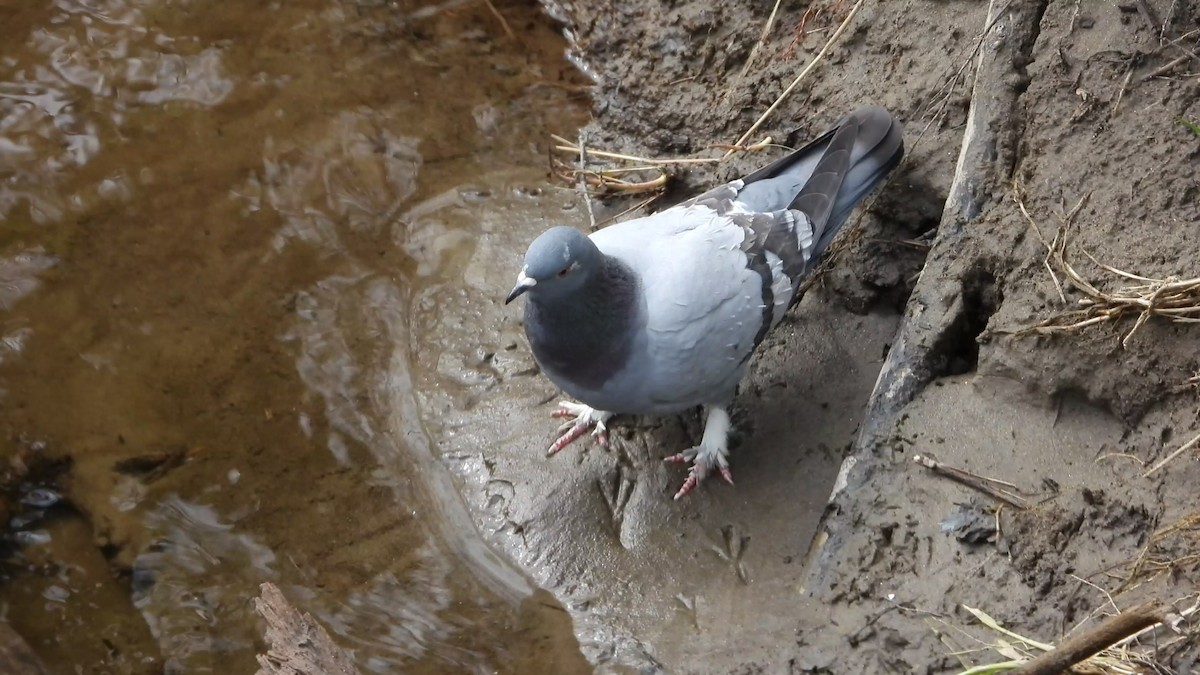 Rock Pigeon (Feral Pigeon) - ML618900083