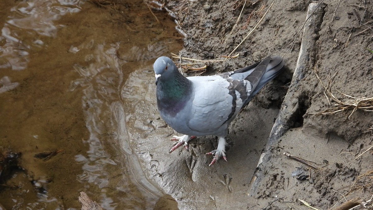 Rock Pigeon (Feral Pigeon) - ML618900084