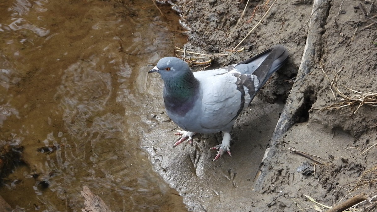 Rock Pigeon (Feral Pigeon) - Denis Provencher COHL