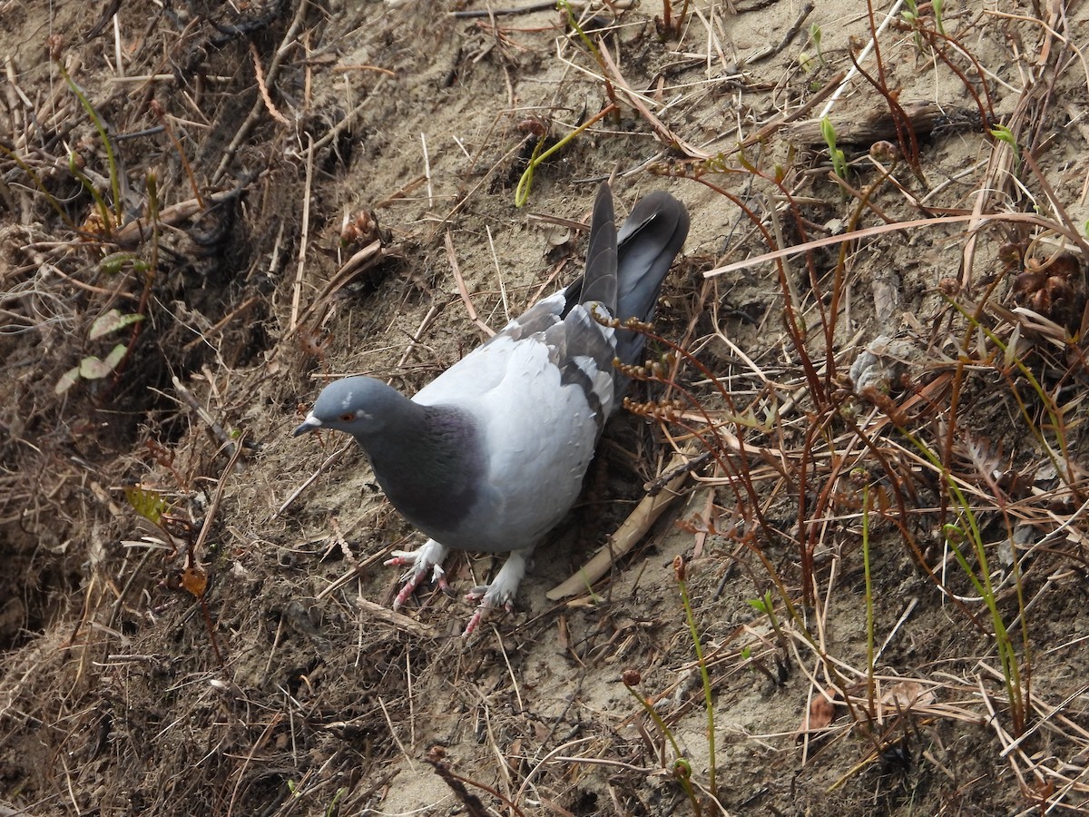 Rock Pigeon (Feral Pigeon) - ML618900086