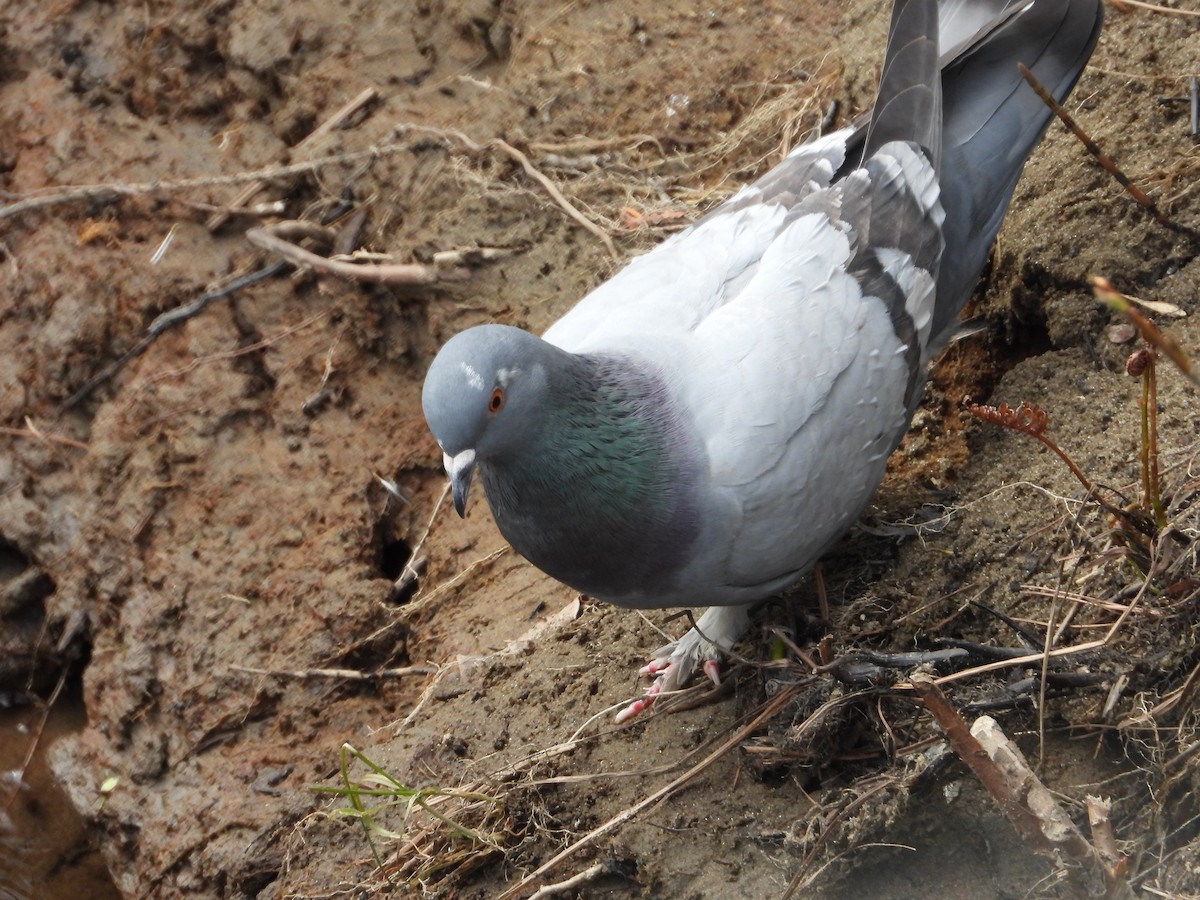 Rock Pigeon (Feral Pigeon) - ML618900088