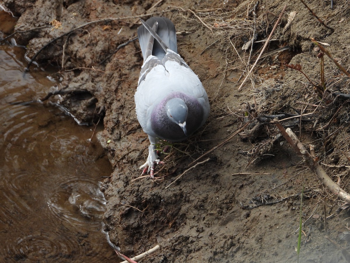 Rock Pigeon (Feral Pigeon) - ML618900089