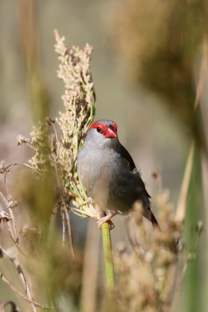 Red-browed Firetail - ML618900099