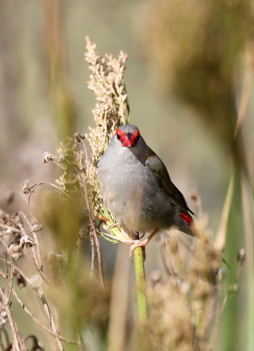 Red-browed Firetail - ML618900100