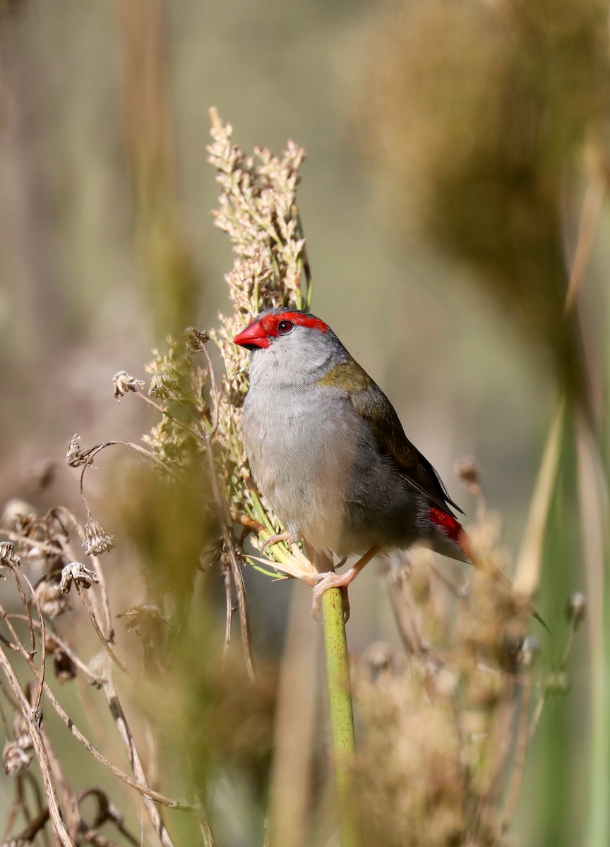 Red-browed Firetail - ML618900101