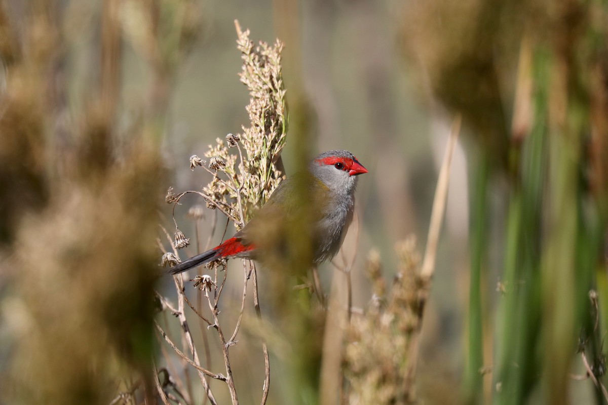 Red-browed Firetail - ML618900102
