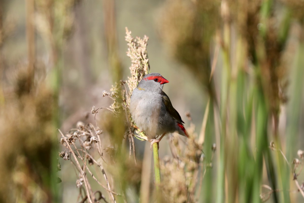 Red-browed Firetail - ML618900103
