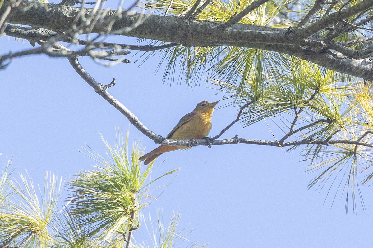 Summer Tanager - Charmaine Anderson