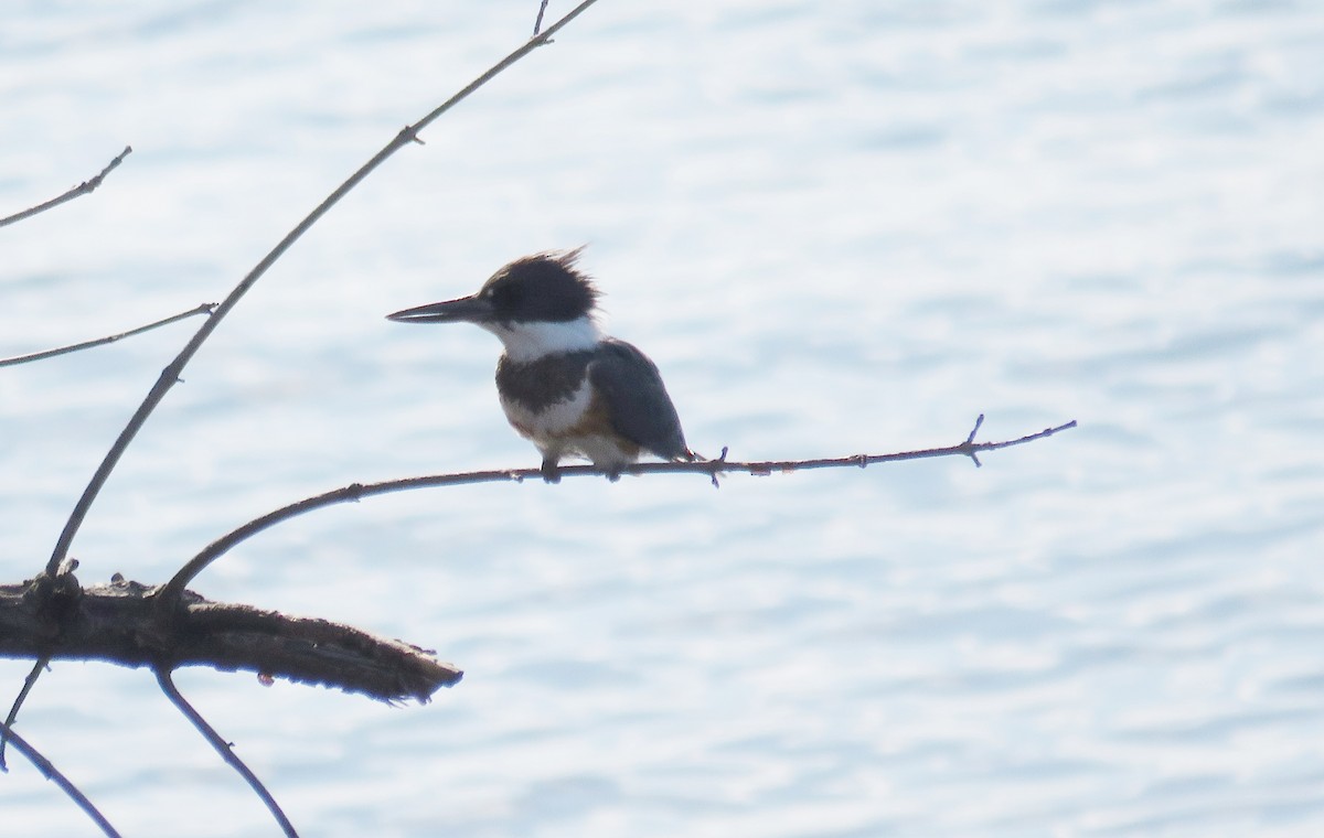 Belted Kingfisher - ML618900142