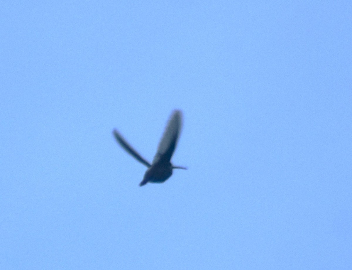 kolibřík hvězdohrdlý - ML618900147