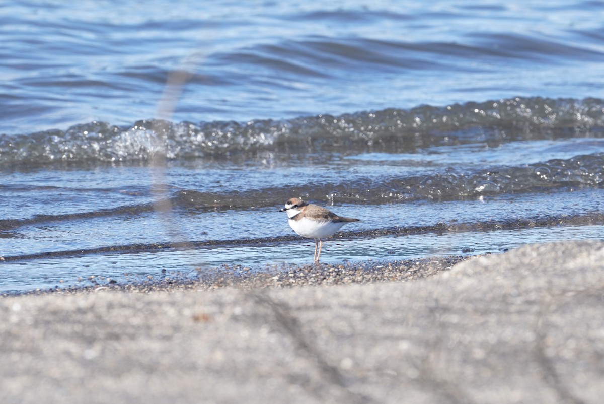 Collared Plover - ML618900152