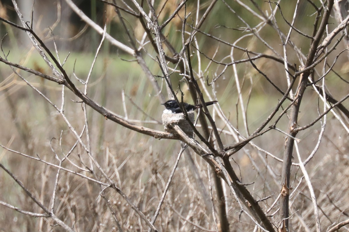 Willie-wagtail - ML618900158
