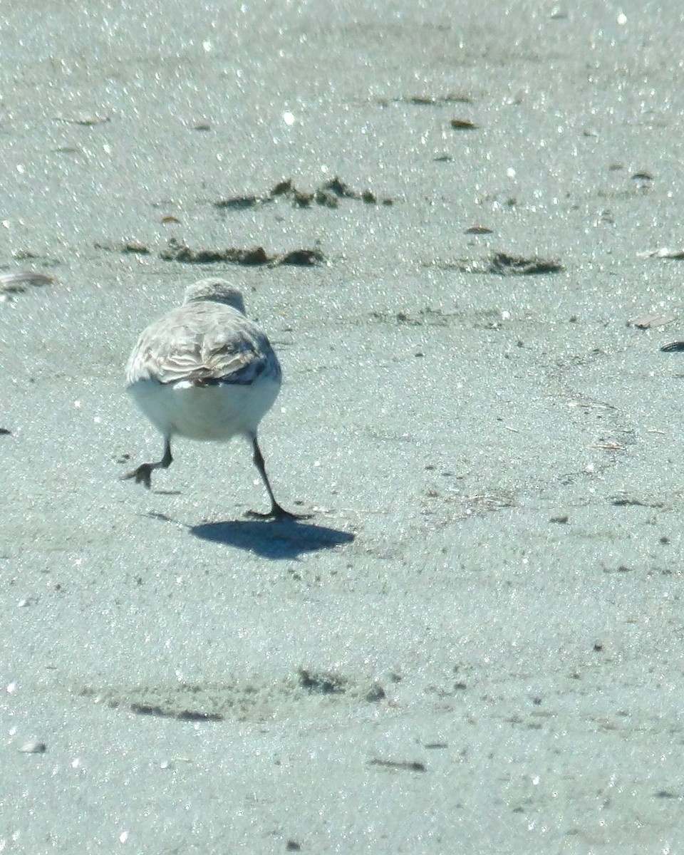 Piping Plover - ML618900166