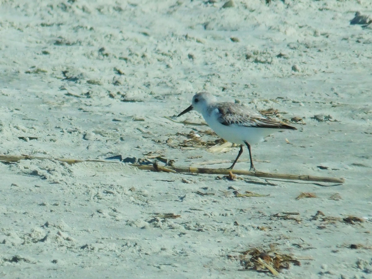 Piping Plover - ML618900167