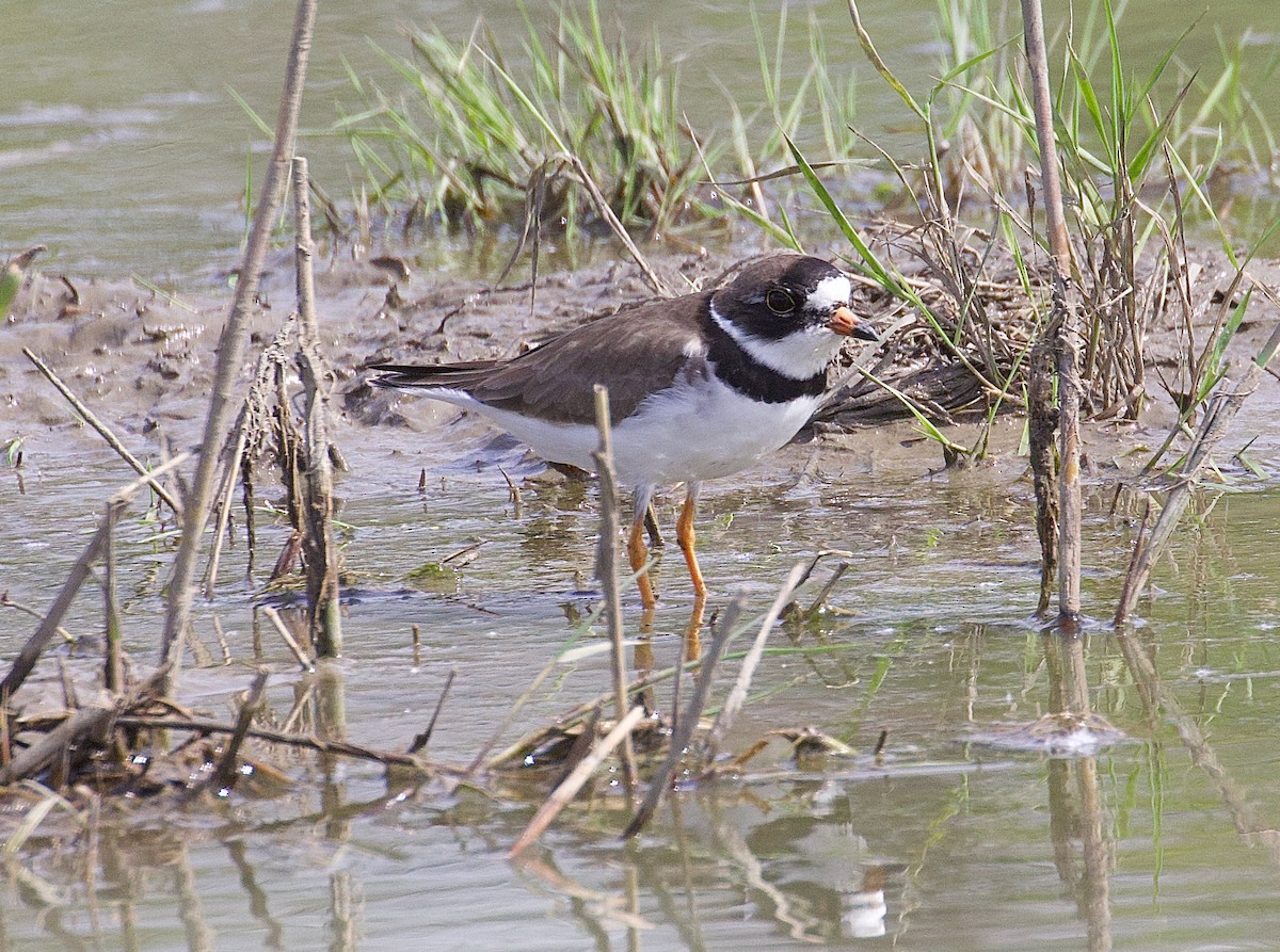 Semipalmated Plover - ML618900168