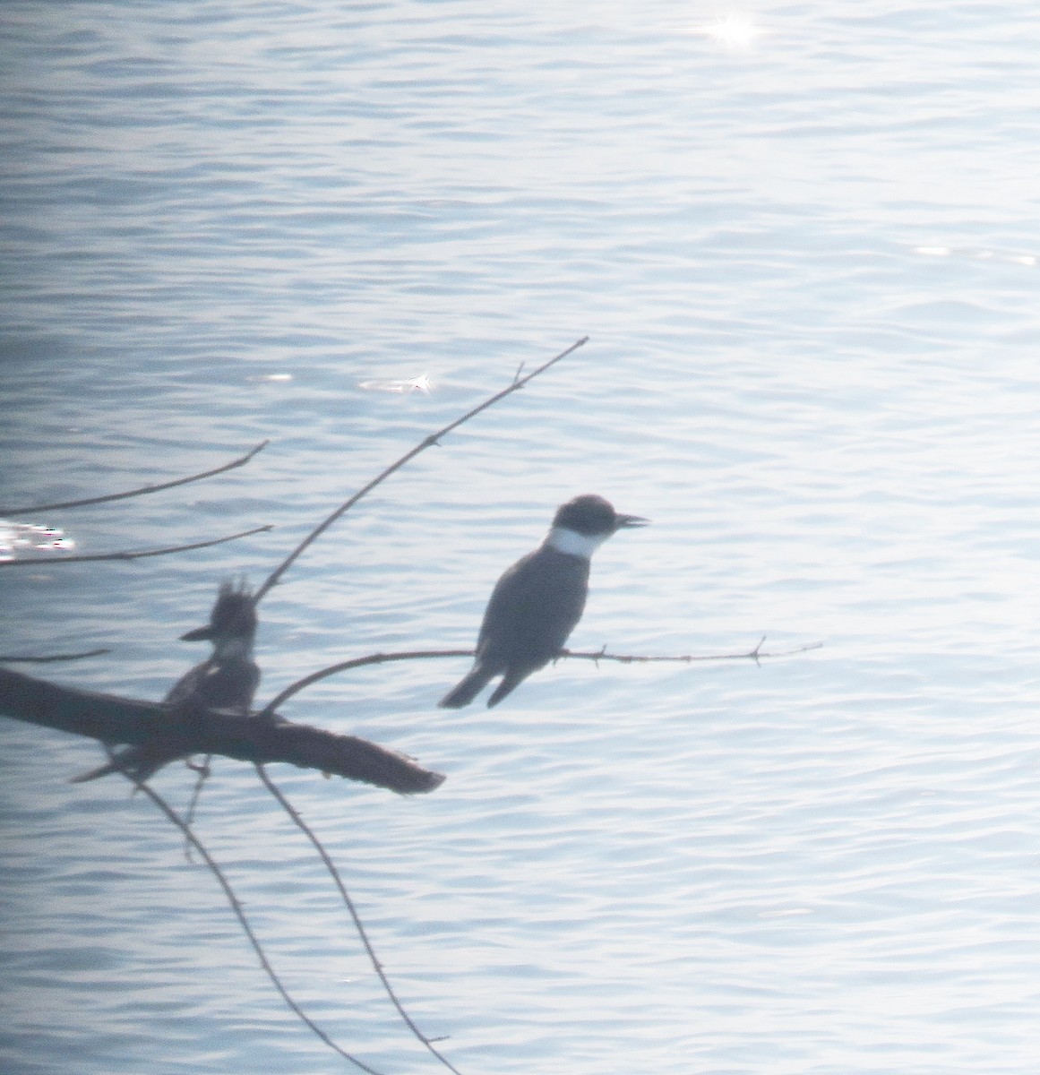 Belted Kingfisher - ML618900185
