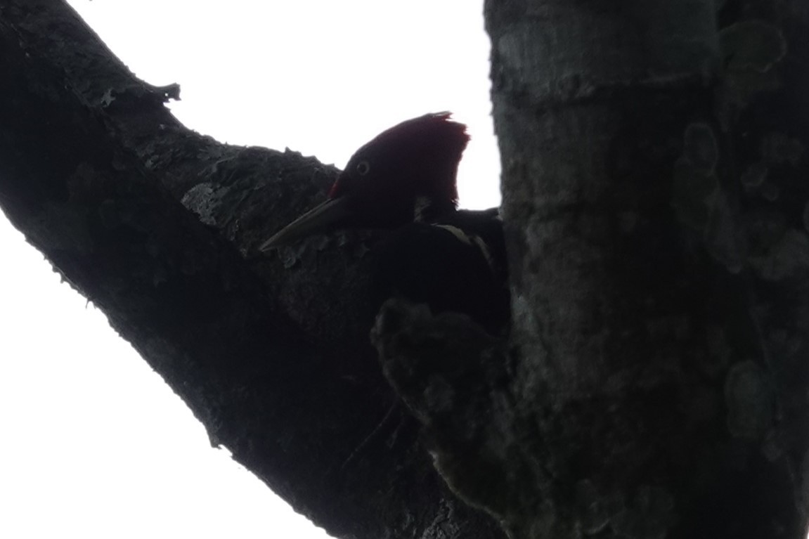 Pale-billed Woodpecker - ML618900186